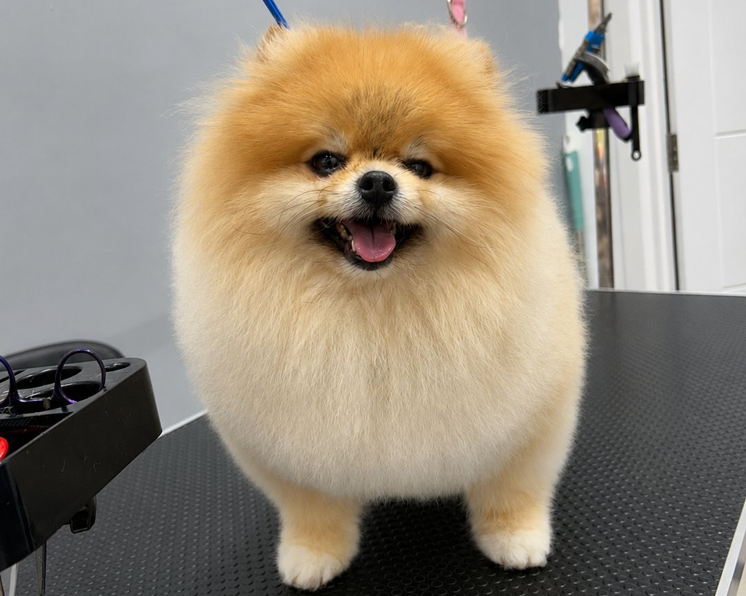 Pet Groomer photo 2