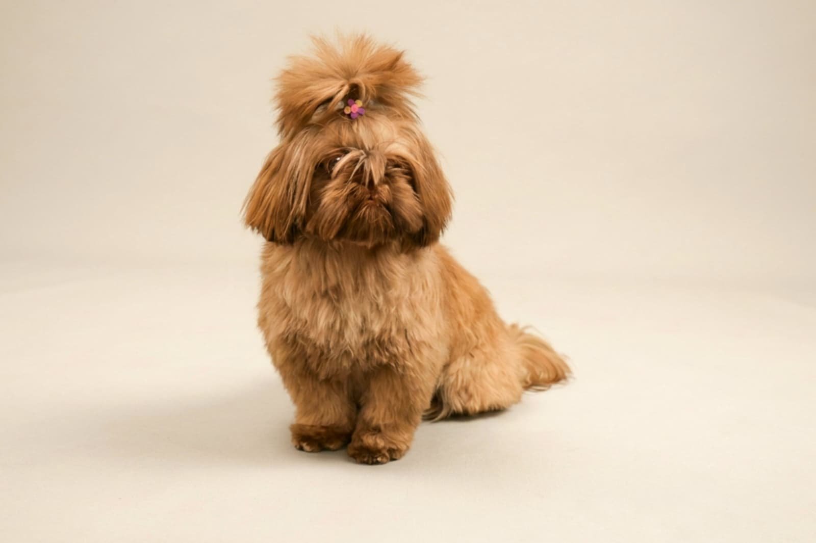 Pet Groomer photo 3
