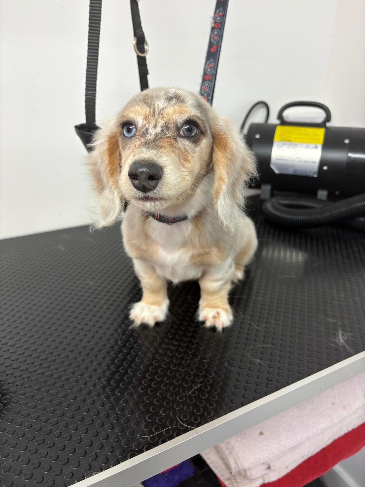 Pet Groomer photo 4